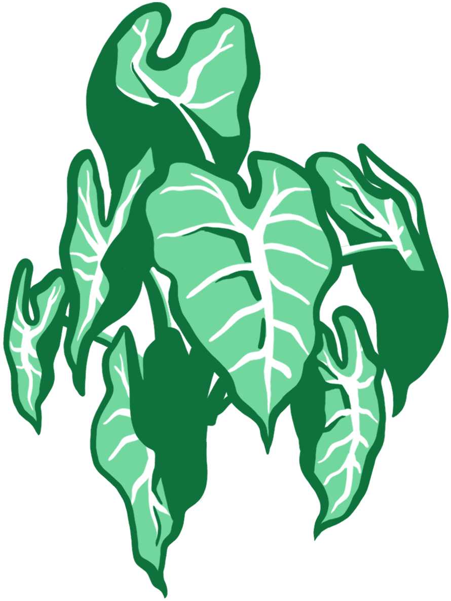Plante